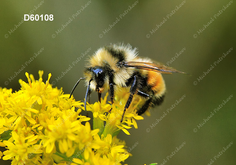 Tricolored Bumble Bee (Bombus ternaries)